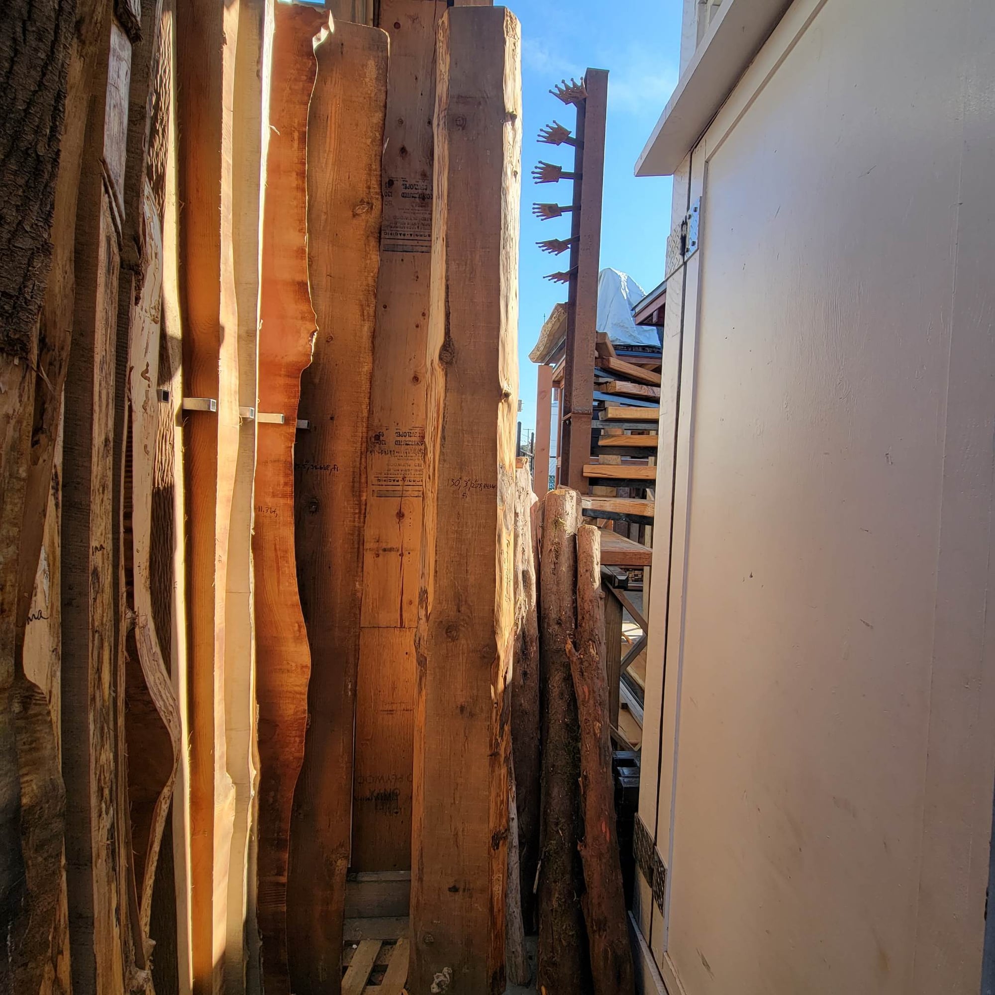 Douglas Fir